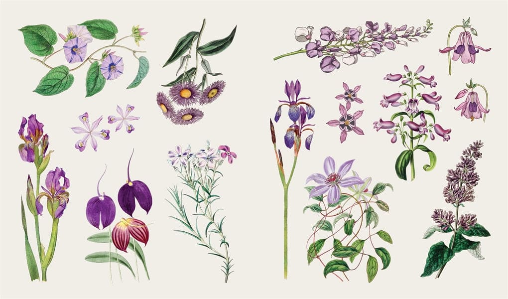 The Sticker Treasury of Blooms & Butterflies